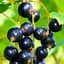 Саженец Agro-Market Смородина насыщенно-черная Черный лебедь (Black Swan) премиальный морозостойкий сорт, крупные ягоды) 1 шт. в упаковке (48175) - миниатюра 1