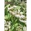 Саджанець Agro-Market Дейція витончена Variegata (177272) 1 шт. в упаковці - мініатюра 3