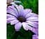 Саженец Agro-Market Остеоспермум Flower Power Blue (183575) 1 шт. в упаковке - миниатюра 1