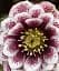 Саджанець Agro-Market Морозник махровий (Helleborus) Double Ellen Spotted White 1 шт. в упаковці (72118) - мініатюра 1