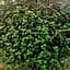 Саджанець Agro-Market Калізія повзуча "Repens Green" (64356) 1 шт. в упаковці (кімнатний) - мініатюра 1