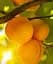 Саджанець Agro-Market Абрикос Бушеран (летний сорт, поздний срок созревания) 1 шт. в упаковці (101856) - мініатюра 1