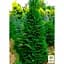 Саджанець Agro-Market Ялиця бальзамічна Казковий сад (Fairy Garden) горщик P9 (38181) - мініатюра 2