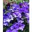 Саджанець Agro-Market Сурфінія Heavenly Blue (контейнер № 10, висота 10-15 см) (50342) 1 шт. - мініатюра 1
