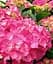 Гортензия Agro-Market Rosita Hydrangea macrophylla цветущая крупнолистная вазон С15 1 саженец в упаковке - миниатюра 1