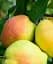 Саджанець Agro-Market Груша Киргизька (зимовий сорт, пізній термін дозрівання) 1 шт. в упаковці (40016) - мініатюра 1
