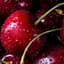 Саженец Agro-Market Черешня Источник (летний сорт, ранний срок созревания) (39899) 1 шт. в упаковке - миниатюра 1