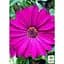 Саженец Agro-Market Остеоспермум Sunny Mary (контейнер №10 высота 10-20 см) (47979) 1 шт. в упаковке - миниатюра 2