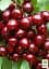 Саджанець Agro-Market Черешня колоновидна рубіново-червона Червона помада (Red lipstick) (преміальний супер солодкий сорт) 1 шт. в упаковці (45974) - мініатюра 2