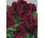 Саженец Agro-Market Пеларгония Королевская Novita Classic Red (176671) 1 шт. в упаковке - миниатюра 1