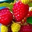 Саженец Agro-Market Малина Недоступная (ремонтантный крупноплодный зимостойкий сорт) 2 шт. в упаковке (44812) - миниатюра 1