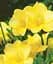 Саджанець Agro-Market Фрезія проста Yellow 5 шт. в упаковці (23441) - мініатюра 1