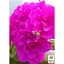 Саженец Agro-Market Пеларгония ампельная Ivy Magenta (контейнер №10 высота 10-20 см) (49105) 1 шт. в упаковке - миниатюра 2