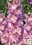 Саженец Agro-Market Дельфиниум гибридный Cherry Blossom White Bee (182206) - миниатюра 2