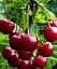 Саженец Agro-Market Вишня Шпанка New 1 шт. в упаковке (47076) - миниатюра 1