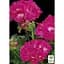 Саженец Agro-Market Пеларгония зональная Flower Fairy Berry (180057) 1 шт. в упаковке - миниатюра 2