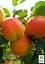 Саженец Agro-Market Абрикос Наслаждение (летний сорт, средне-поздний срок созревания) 1 шт. в упаковке (46280) - миниатюра 2