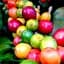 Саженец Agro-Market Кофе ярко-красный Особый (Special) (премиальный, высокоурожайный сорт) (48125) 1 шт. в упаковке - миниатюра 1
