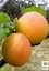 Саженец Agro-Market Абрикос Буревестник 1 шт. в упаковке (15762) - миниатюра 2