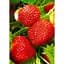 Саджанець Agro-Market Полуниця Полка 5шт (пізній термін дозрівання) (23398) - мініатюра 1