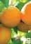 Саджанець Agro-Market Абрикос Голд Рич (літній сорт, середній термін дозрівання) 1 шт. в упаковці (25774) - мініатюра 2