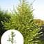Модрина європейська Agro-Market 3-х річна Larix decidua С3 висота 40-60 см 183885 1 саджанець в упаковці - мініатюра 1
