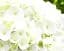 Гортензия Agro-Market First White крупнолистная 1 саженец в упаковке (45991) - миниатюра 3