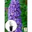 Саженец Agro-Market Буддлея Давида 3х летняя Empire Blue С2 (102083) 1 шт. в упаковке - миниатюра 3
