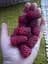 Саженец Agro-Market Малиново-ежевичный гибрид Тайберри (Tayberry) ранний срок созревания, слабошипный сорт) 1 шт. - миниатюра 2