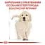 Сухой корм для щенков породы Золотистый Ретривер Royal Canin Golden Retriever Puppy, 12 кг (39791201) - миниатюра 2