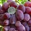 Саженец Agro-Market Виноград Спорт 2 (Зарево) средний срок созревания, высокая лежкость) 1 шт. в упаковке (48841) - миниатюра 1