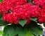 Гортензия Agro-Market Hot Red крупнолистная красно-фиолетовая 1 саженец в упаковке (45628) - миниатюра 2