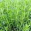 Саженец Agro-Market Тархун – эстрагон (Artemisia dracunculus) (49830) 1 шт в упаковке - миниатюра 1