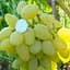Саджанець Agro-Market Виноград Ілларія (ранній термін дозрівання, велика ягода з легким смаком літніх яблук) 1 шт. в пакуванні (52986) - мініатюра 1