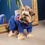 Дощовик Pet Fashion Silver для собак, розмір S, синій - мініатюра 3