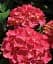 Гортензия Agro-Market Red beauty крупнолистная красная 1 саженец в упаковке (44821) - миниатюра 3