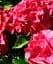 Гортензия Agro-Market Red beauty крупнолистная красная 1 саженец в упаковке (44821) - миниатюра 2