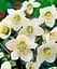 Морозник (Helleborus) Potter`s Wheel Agro-Market 1 саженец в упаковке (48552) - миниатюра 1