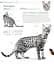 The Cat Encyclopedia - мініатюра 12