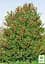 Саженец Agro-Market Падуб остролистный (Ilex aquifolium) вазон Р9 (178885) - миниатюра 2