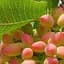 Саженец Agro-Market Фисташка Кыргызская (морозостойкий полезный орех, не подверженный болезням) (61837) - миниатюра 1