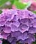 Гортензия Agro-Market Rodeo Paars macrophylla 5-летняя высота 45-75 см из Нидерландов 1 саженец в упаковке - миниатюра 1
