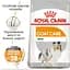 Сухой корм для собак малых пород с тусклой и сухой шерстью Royal Canin Mini Coat Care, 1 кг (1220010) - миниатюра 3