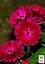 Саженец Agro-Market Астра ново-бельгийская Royal Ruby (С1,5 высота 20-30см) (106879) - миниатюра 3