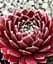 Молодило паутинистое Agro-Market Red Papaver 1 саженец в упаковке - миниатюра 1