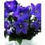 Цибулина Agro-Market Широкодзвоник (platycodon) Grandiflorus Mariesii (23581) 1 шт. - мініатюра 3