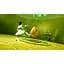 Ключ активації Microsoft Avatar The Last Airbender: Quest for Balance для Xbox One/Series S/X - мініатюра 3