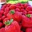 Саджанець Agro-Market Полуниця Портола (Portola) (ремонтантний високоврожайний сорт, ранній термін дозрівання) 5 шт. в пакуванні (37282) - мініатюра 1