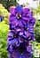 Саженец Agro-Market Дельфиниум гибридный Dark Blue Dark Bee (182204) - миниатюра 3