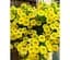 Саженец Agro-Market Петуния Potunia Canary Yellow (контейнер №10 высота 10-15 см) (64470) 1 шт. в упаковке - миниатюра 1